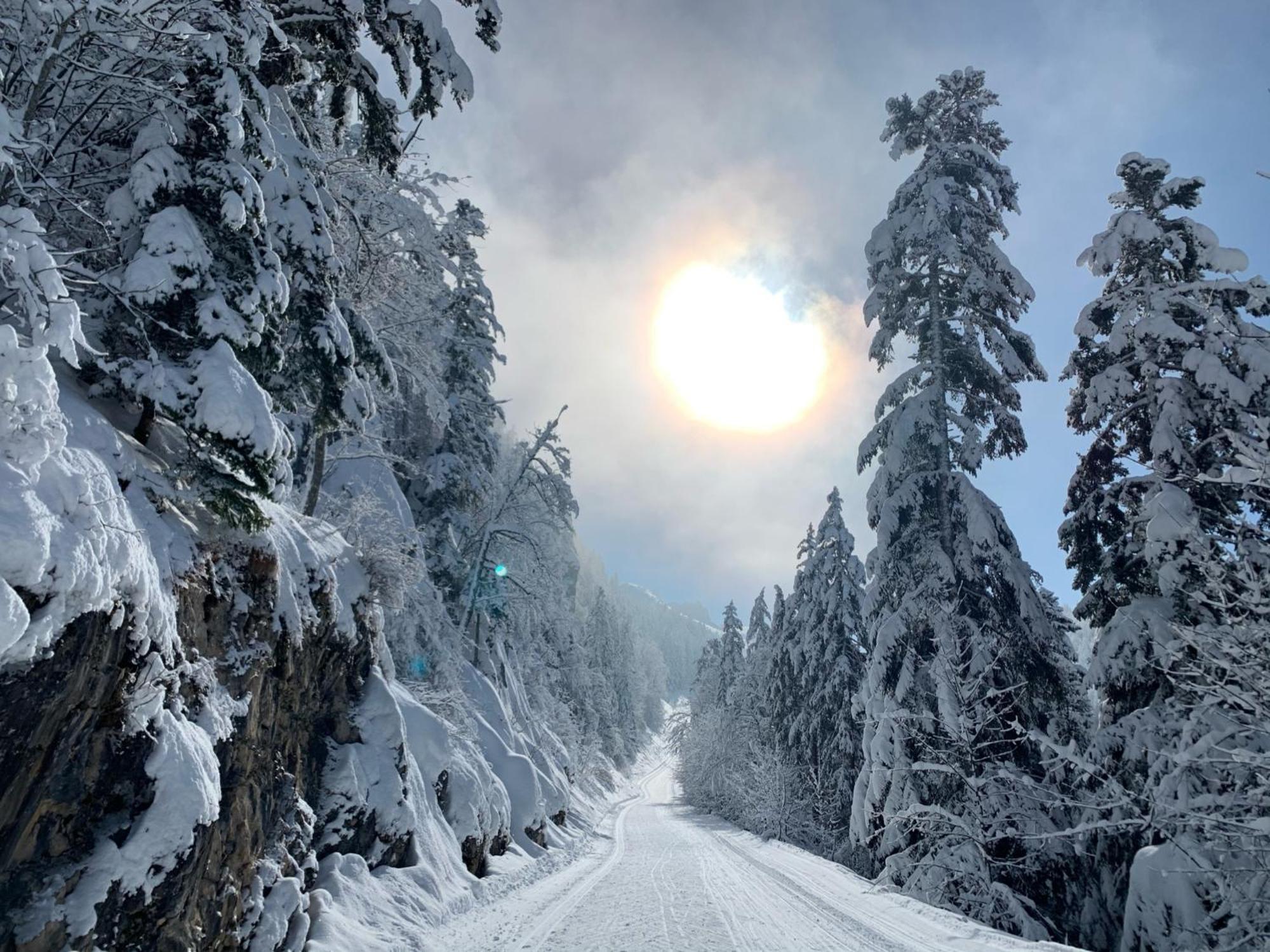 Des Rosiers Lans-en-Vercors