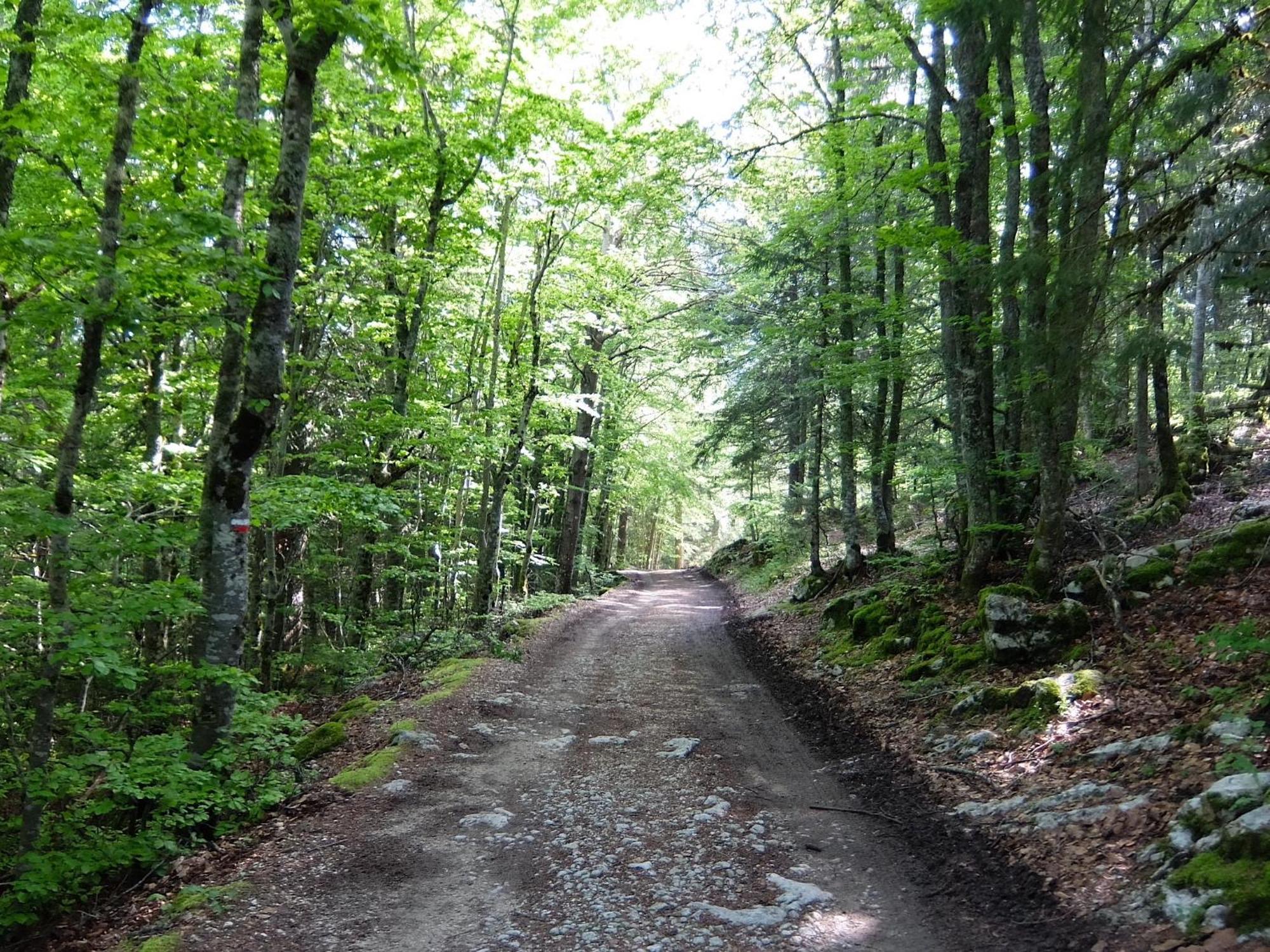 Des Rosiers Lans-en-Vercors