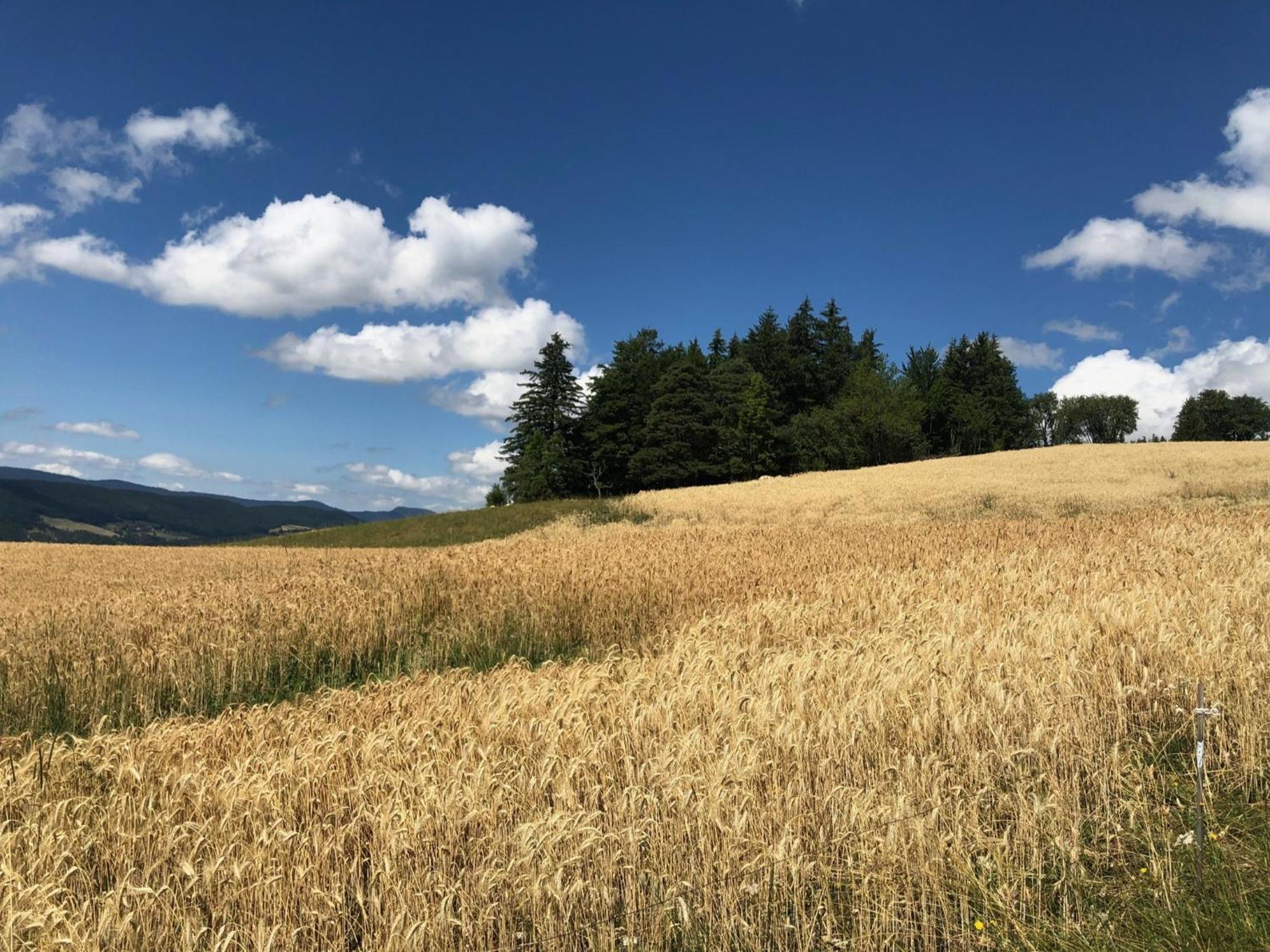Des Rosiers Hébergement de vacances